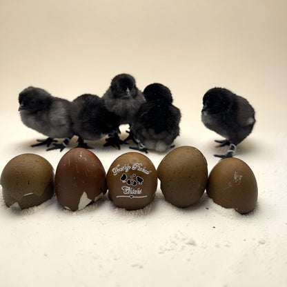 Eclipse Egger