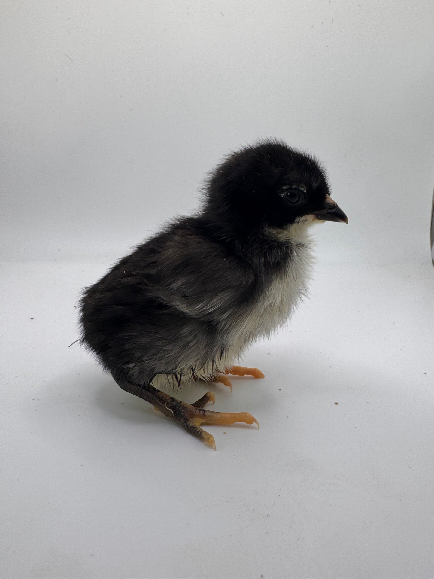 Chicks DNA'd sexed