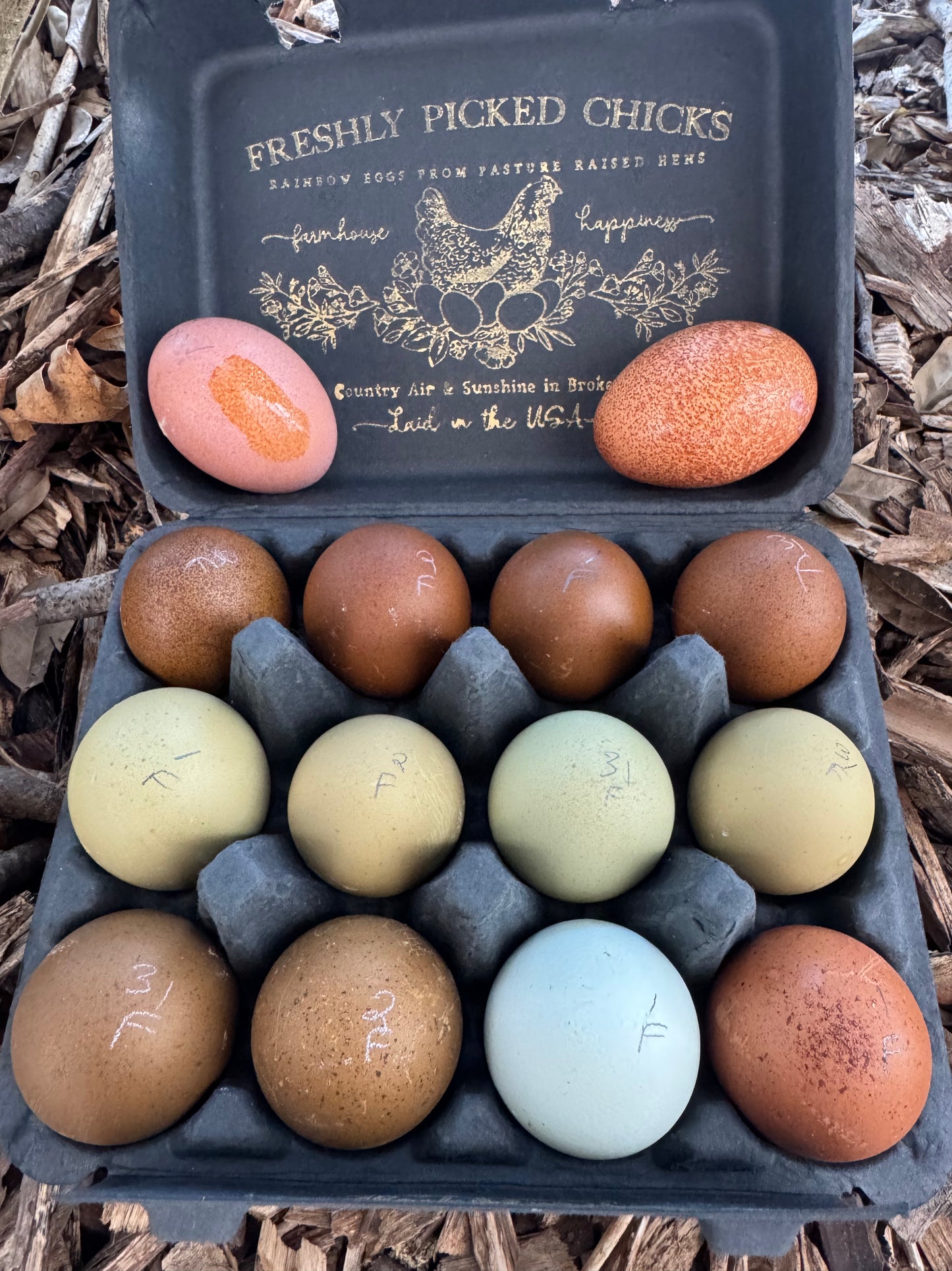 Eclipse Egger