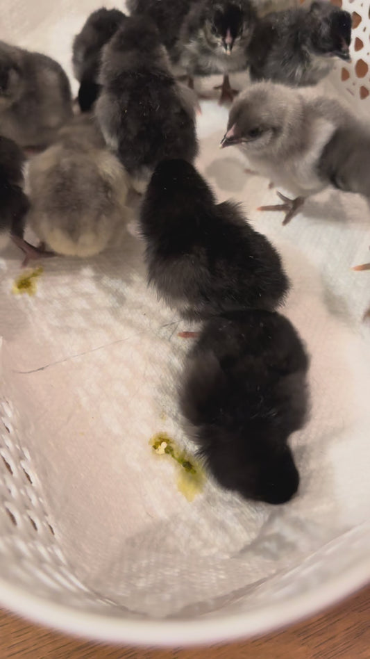 Silver Sagers Hatching Eggs