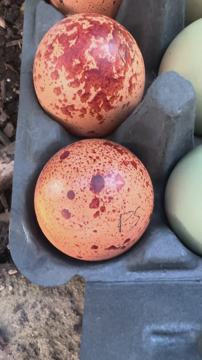 TODAY'S EXTRA  Fifity Shades of Green / Pumpkin Spice / Eclipse Eggers