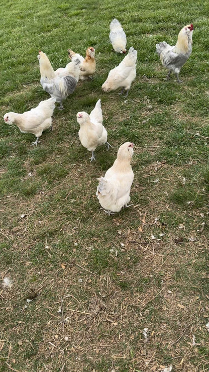 Ameraucana, Isabel