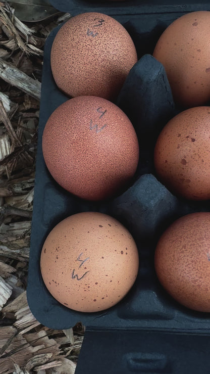 Welsummer Hatching Eggs