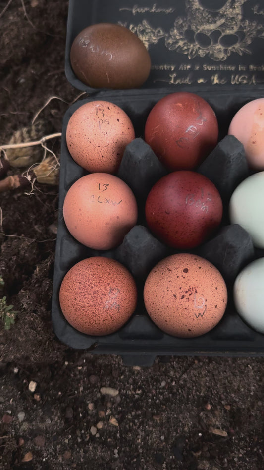 TODAY'S EXTRA RAINBOW Dozen plus 2 bonus eggs