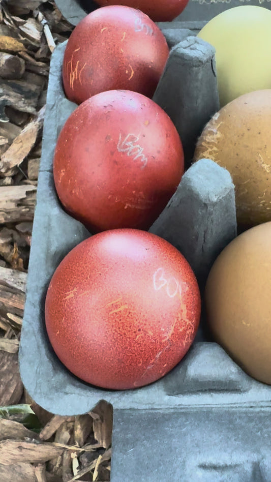 TODAY'S EXTRA  BMC,  Eclipse Egger, Welsummer, Olive Oasis