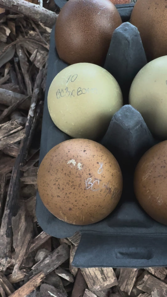 TODAY'S EXTRA  Fifty Shades of Green