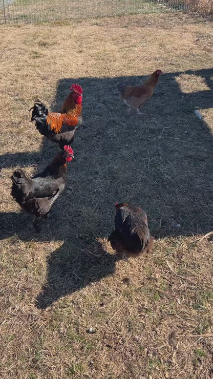 Black Copper Marans Hatching Eggs