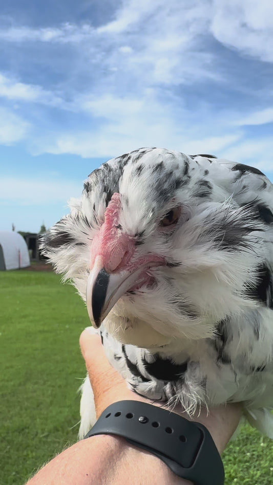 Ameraucana, Ermine