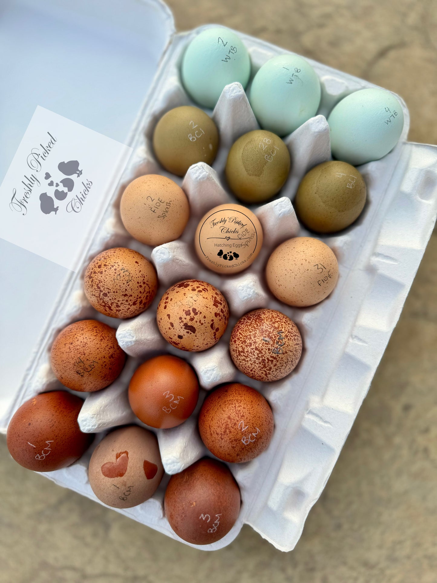 Rainbow PUREBRED Eggs