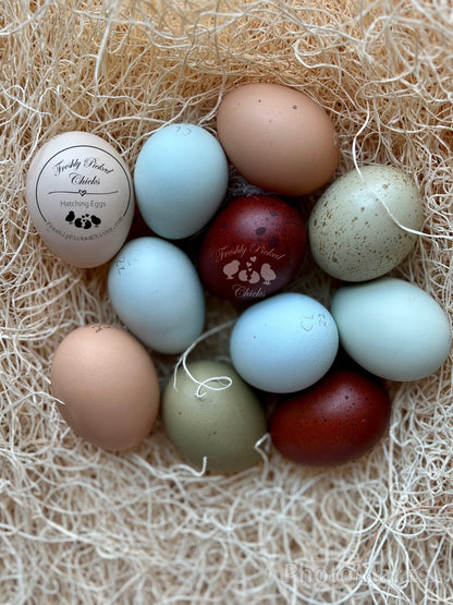 Rainbow PUREBRED Eggs