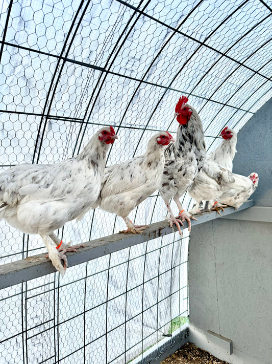 Splash Marans Hatching Eggs