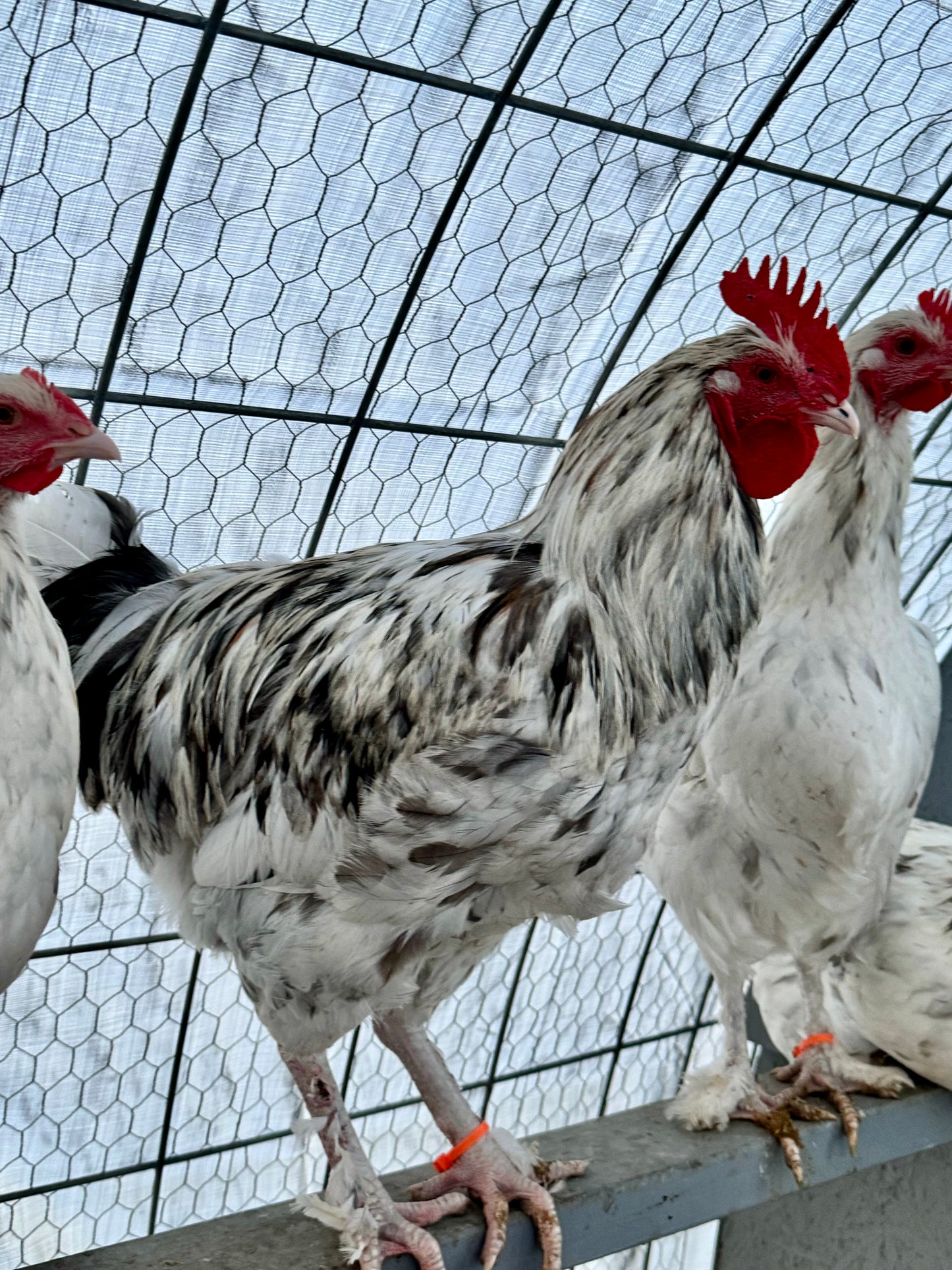 Splash Marans Hatching Eggs